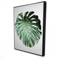 Monstera leaf