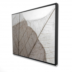 Feuilles séchées translucides