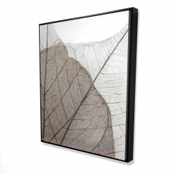 Feuilles séchées translucides