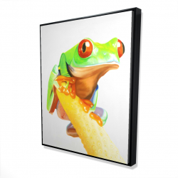 Curious red eyed frog