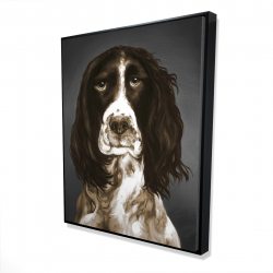 Springer spaniel anglais brun