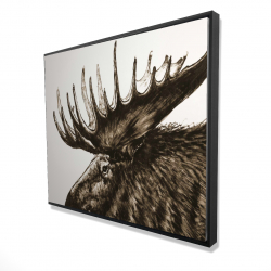 Moose plume sepia