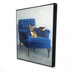Chihuahua on a blue armchair
