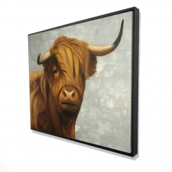 Highland cattle