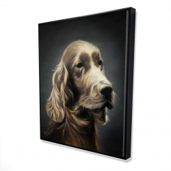Field spaniel