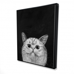 Watching cat