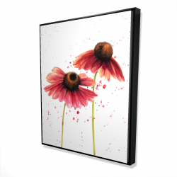 Two pink daisies