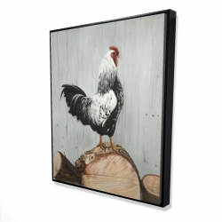 Coq wyandotte