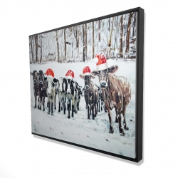 Curious christmas cows