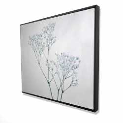 Baby's-breath flowers
