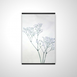 Baby's-breath flowers