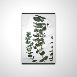 Eucalyptus stems