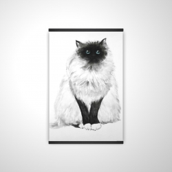 Blue eyes fluffy siamese cat