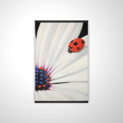 White daisy and ladybug