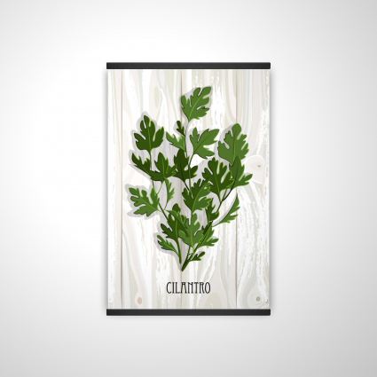 Coriandre sur bois