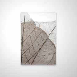 Feuilles séchées translucides
