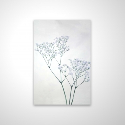 Baby's-breath flowers