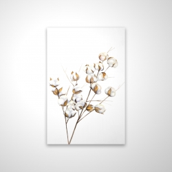 Une branche de fleurs de coton