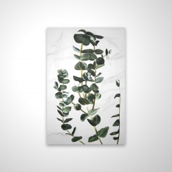 Eucalyptus stems