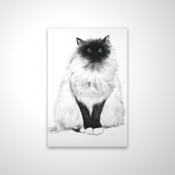 Blue eyes fluffy siamese cat