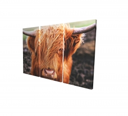 Portrait highland cow