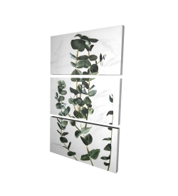 Eucalyptus stems