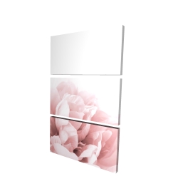 Peony flower dream