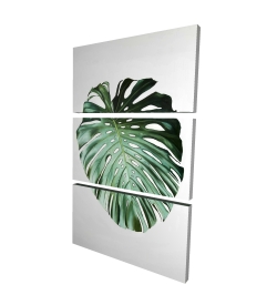 Monstera leaf