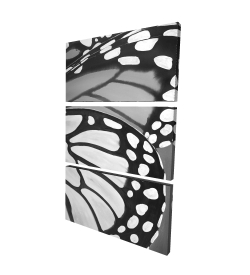 Butterfly wings closeup