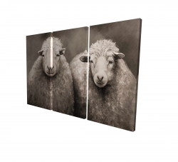 Sheep sepia