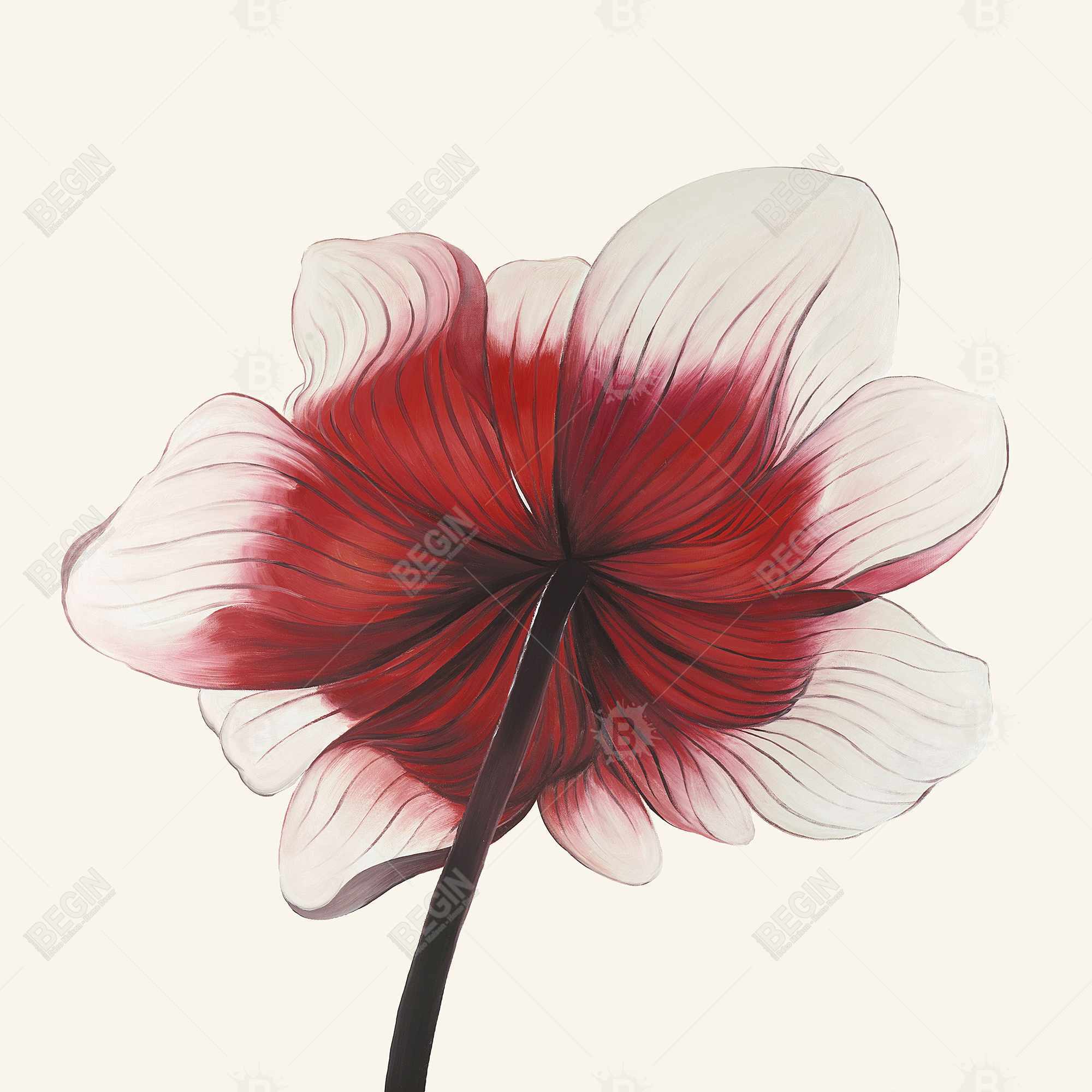 Anemone red flower