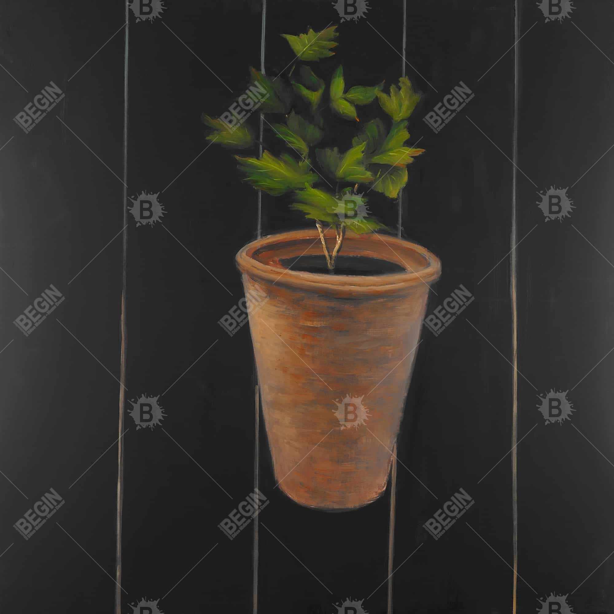 Plant de persil