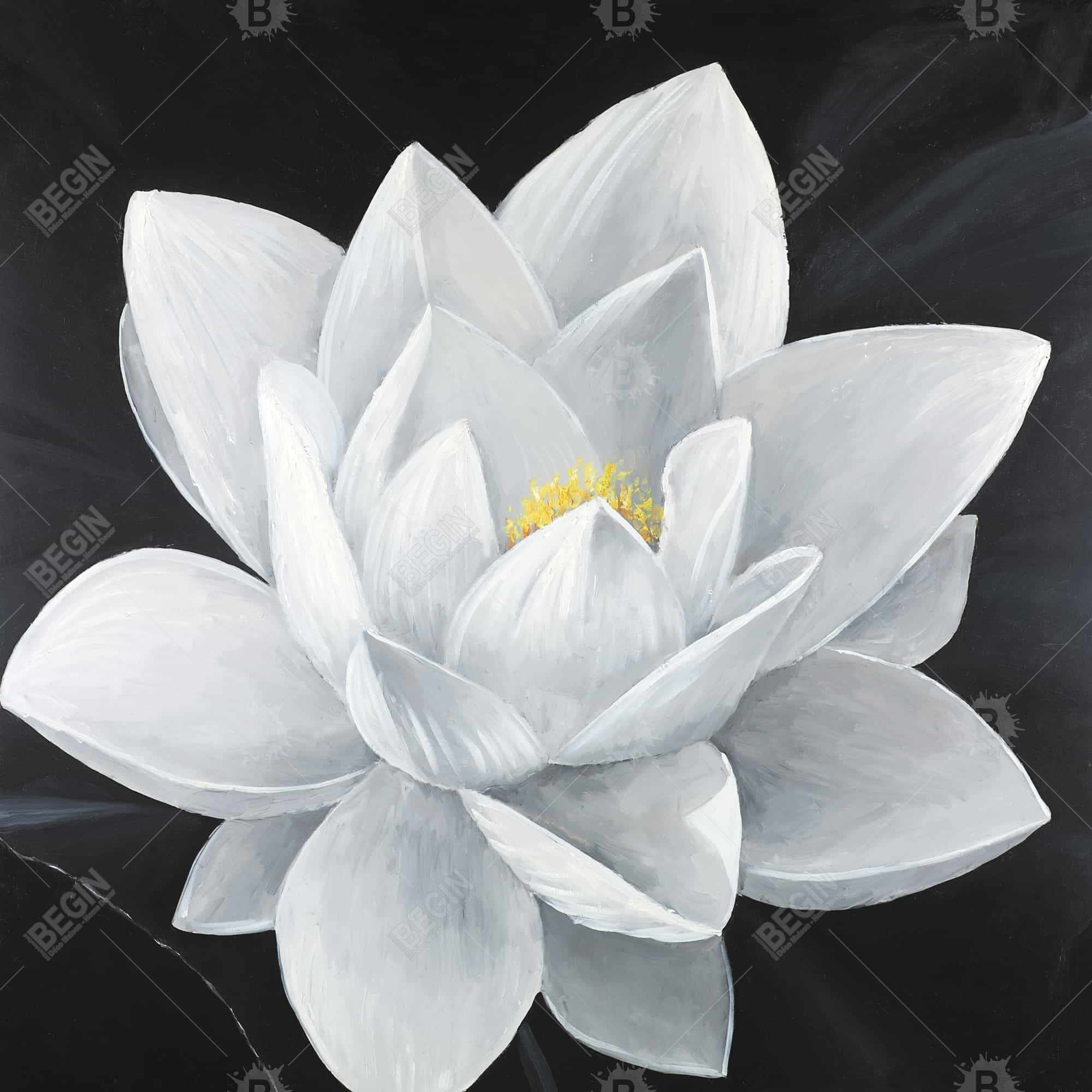 Overhead view of a lotus flower
