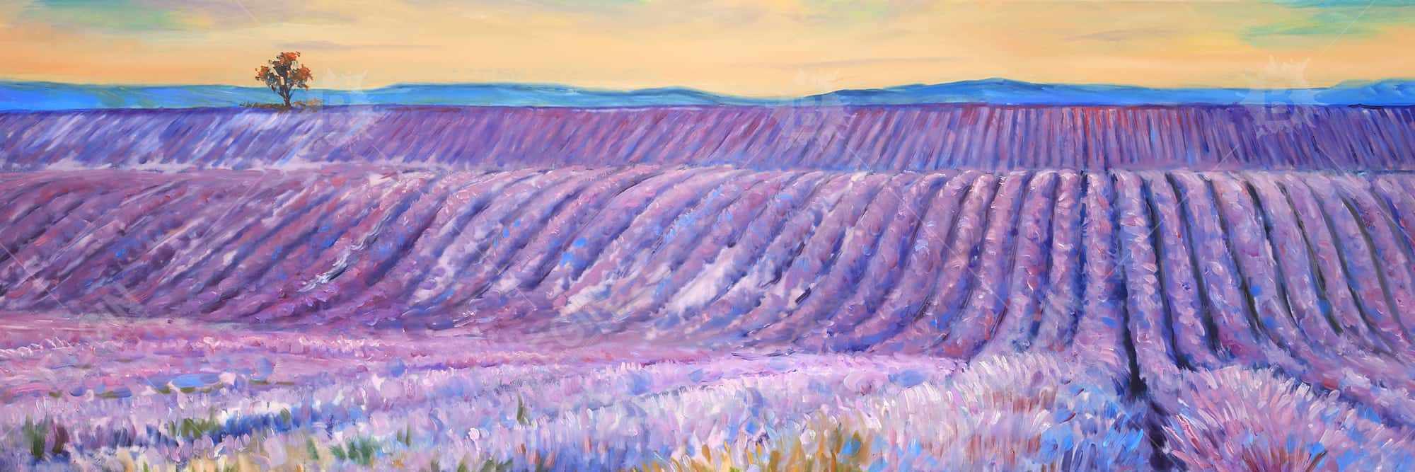 Paysage d'un champ de lavande