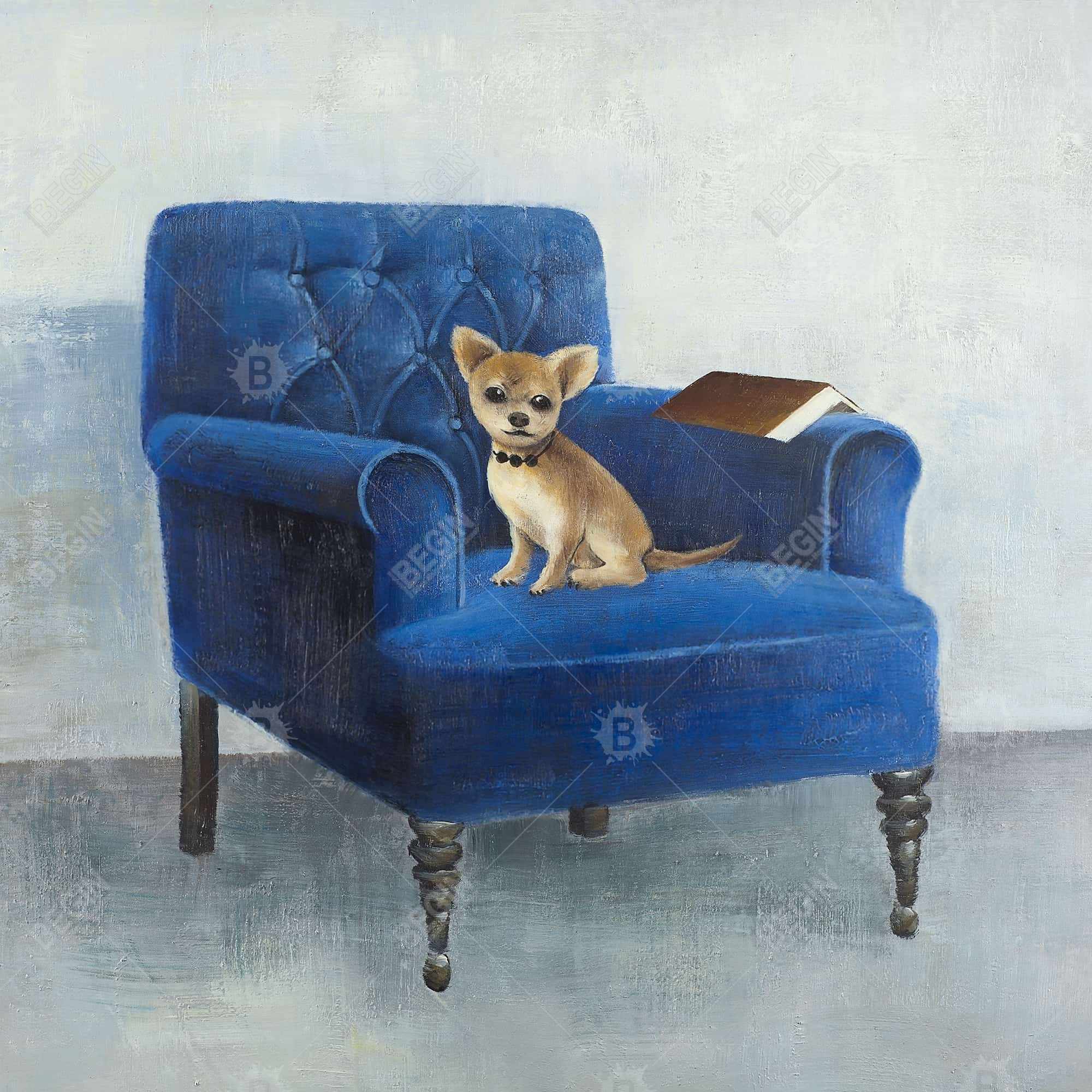 Chihuahua on a blue armchair