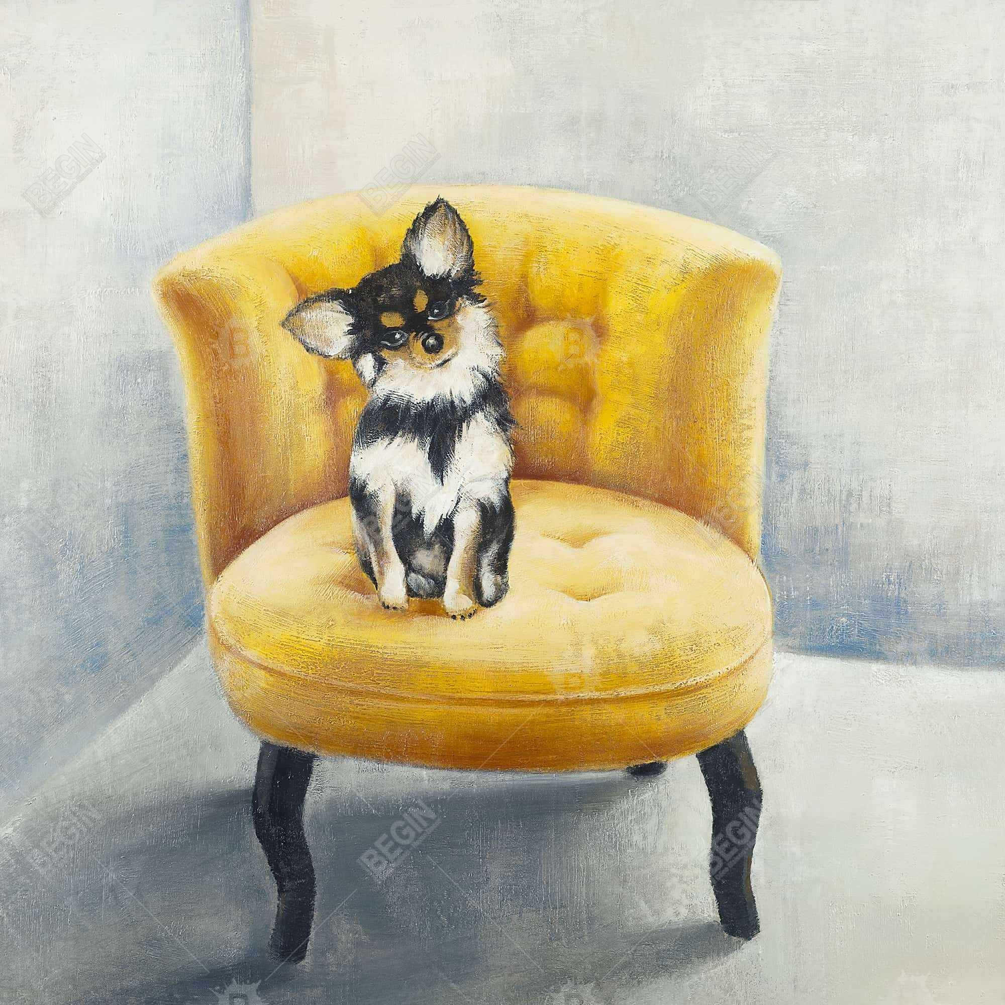 Long-haired chihuahua on a yellow armchair