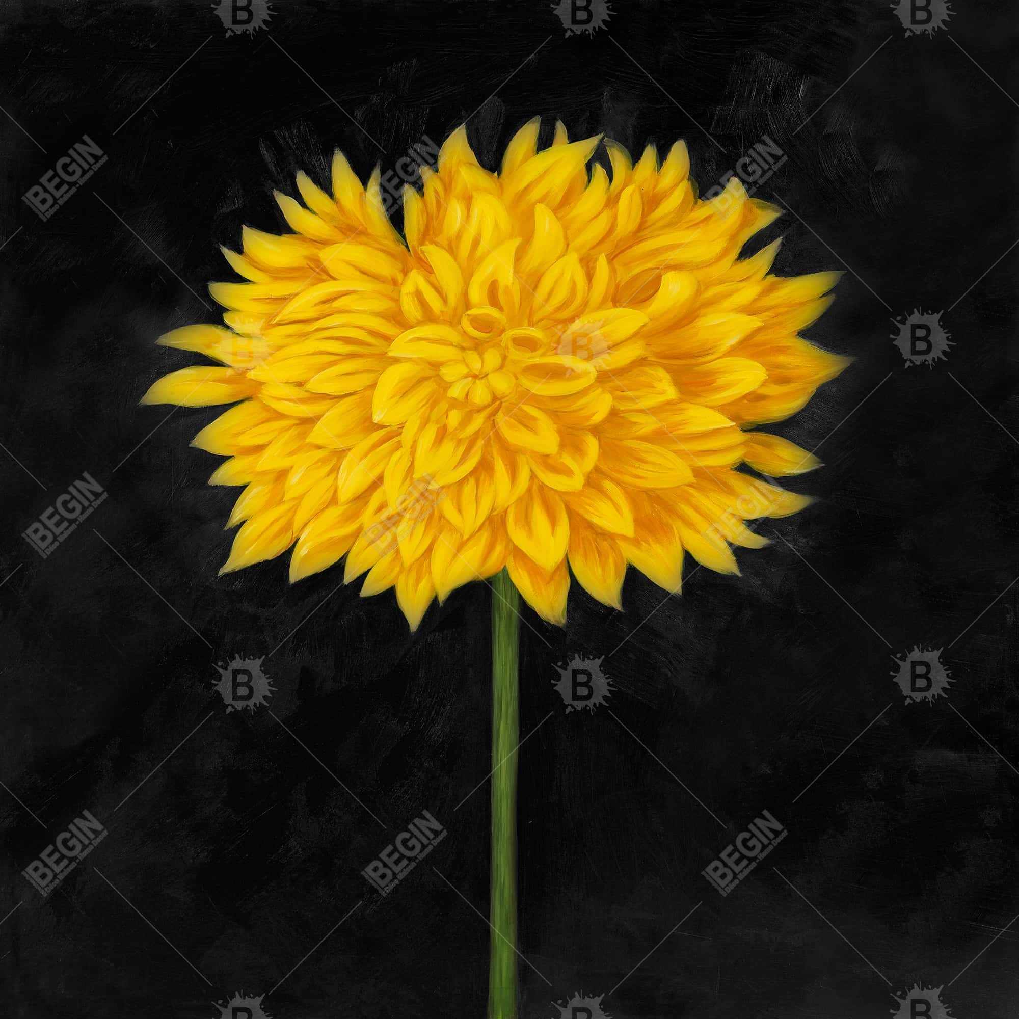 Yellow chrysanthemum
