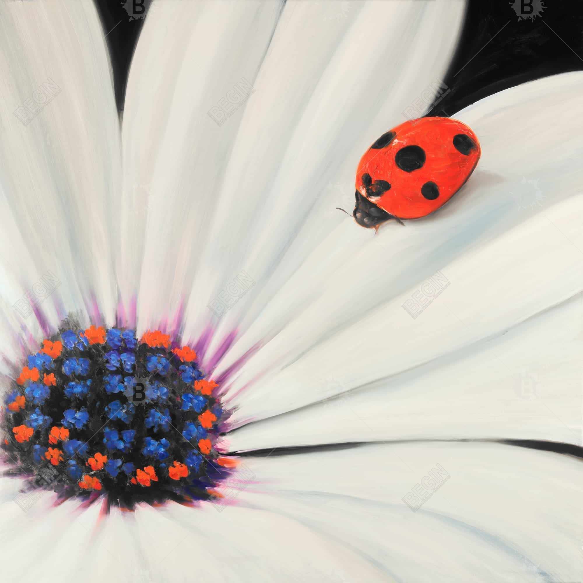 White daisy and ladybug