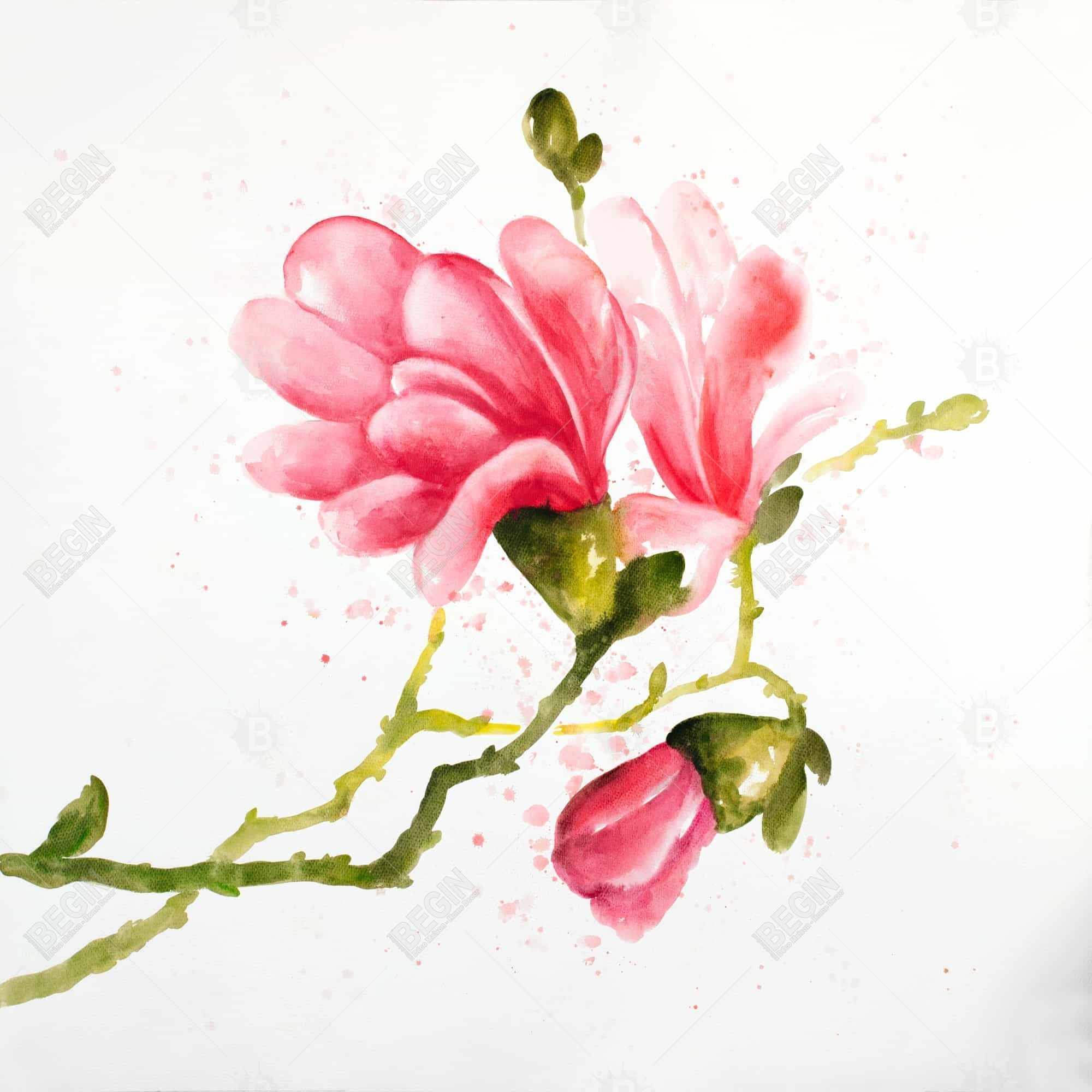 Magnolia flowers