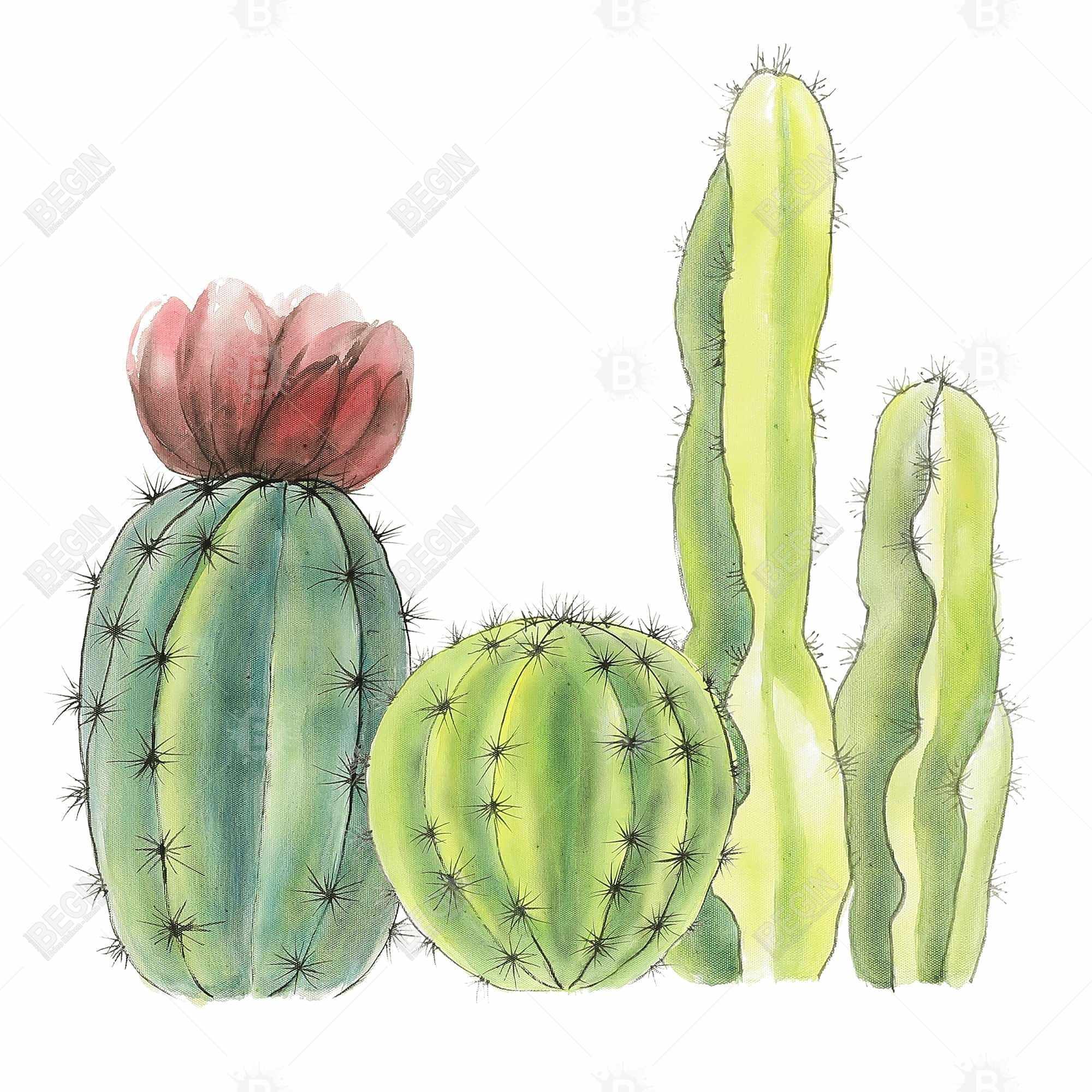 Quatre petits cactus