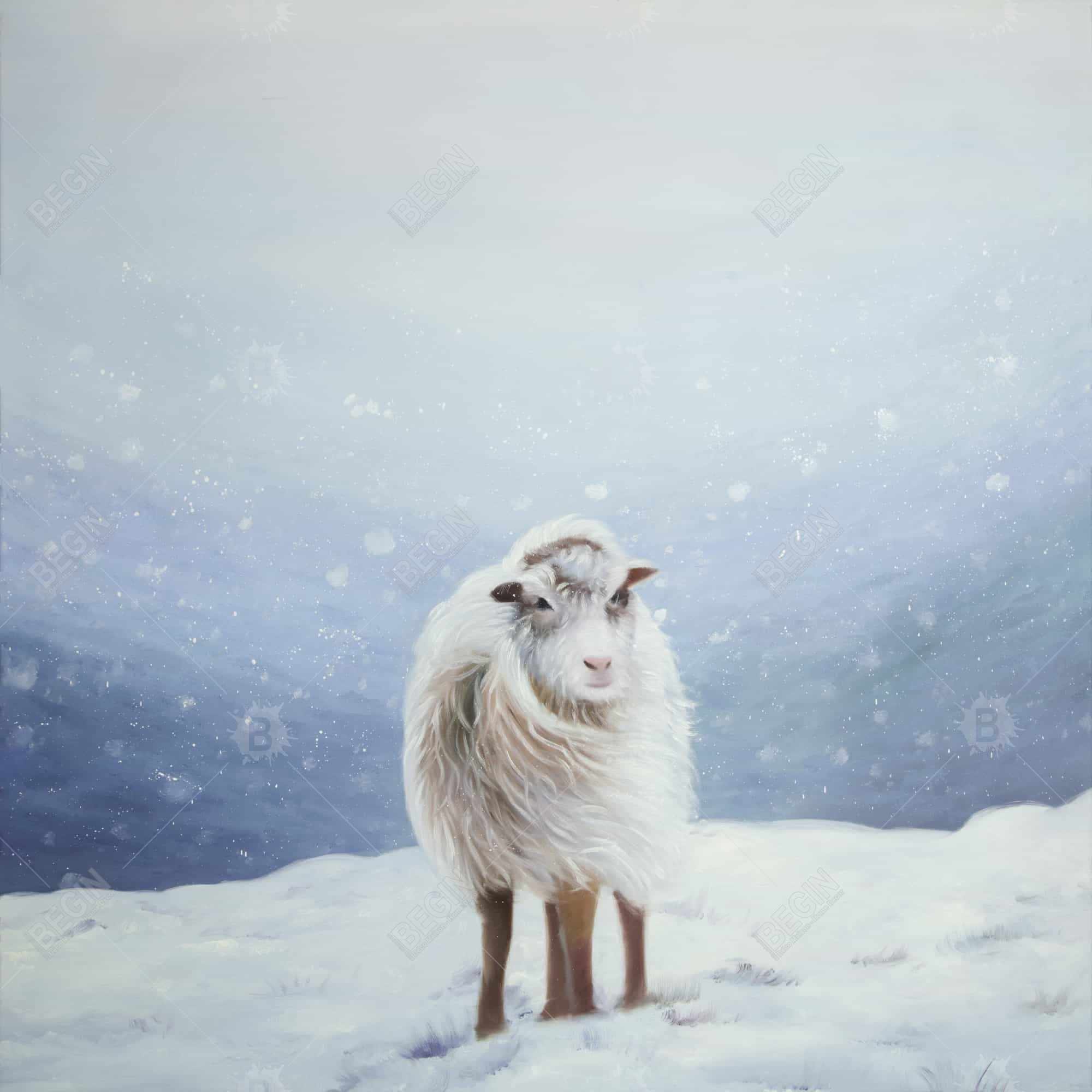 Long hair sheep
