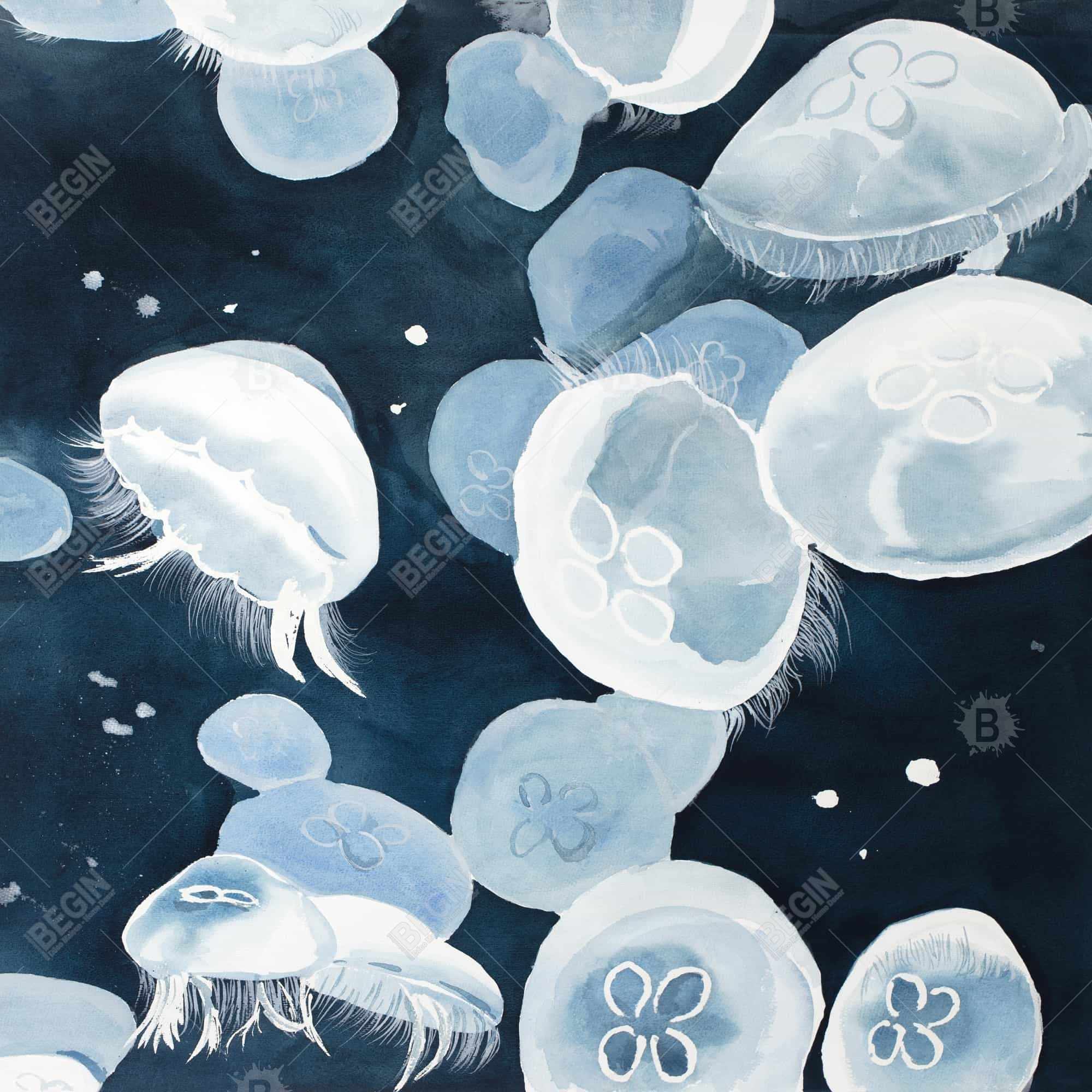 Jellyfishs
