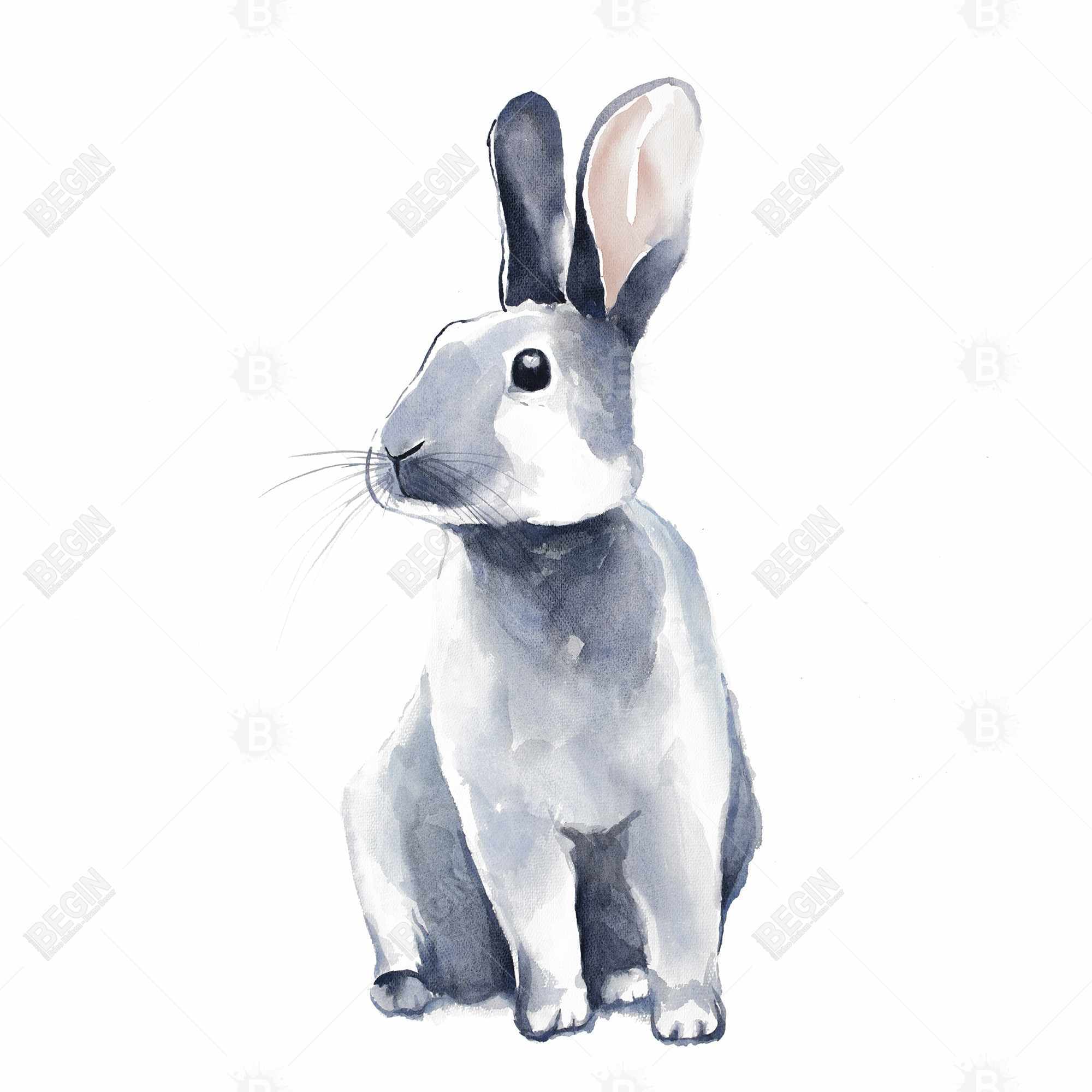 Gray curious rabbit