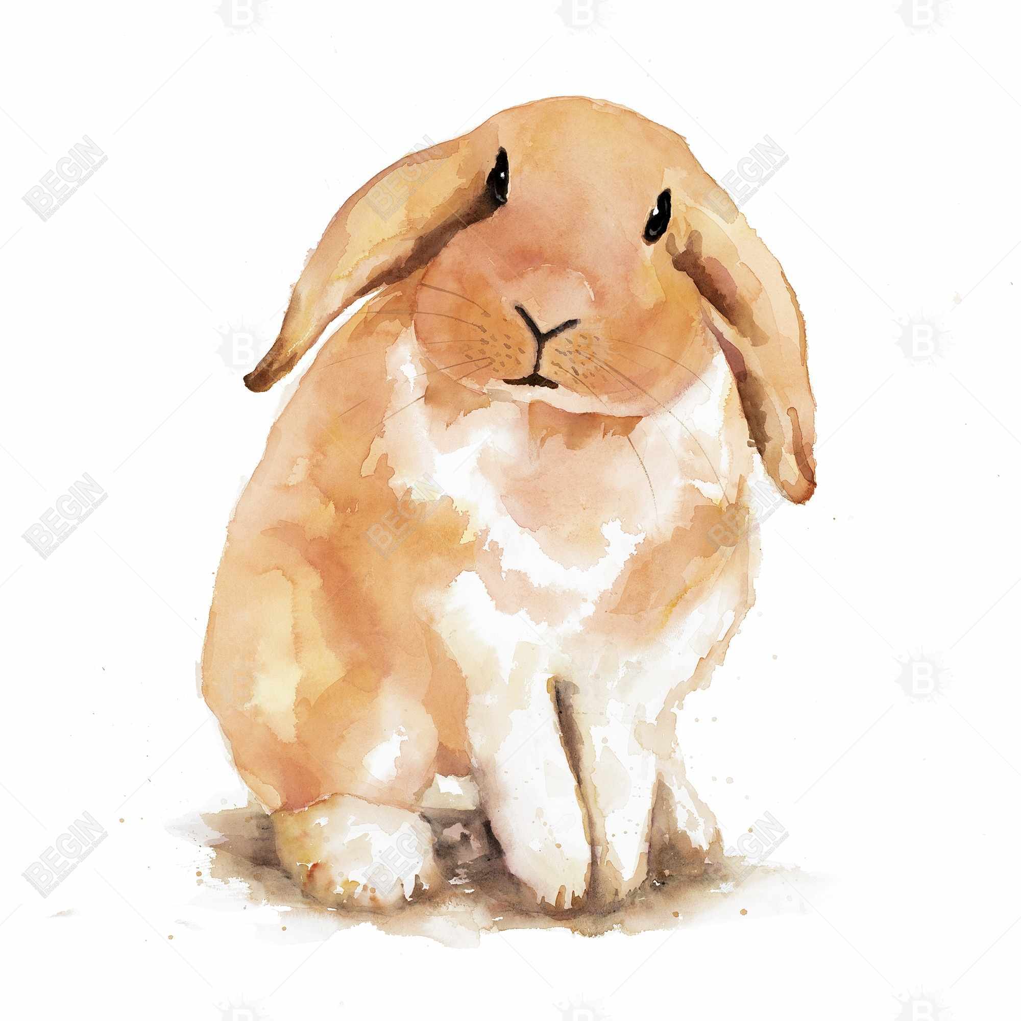 Lop-rabbit