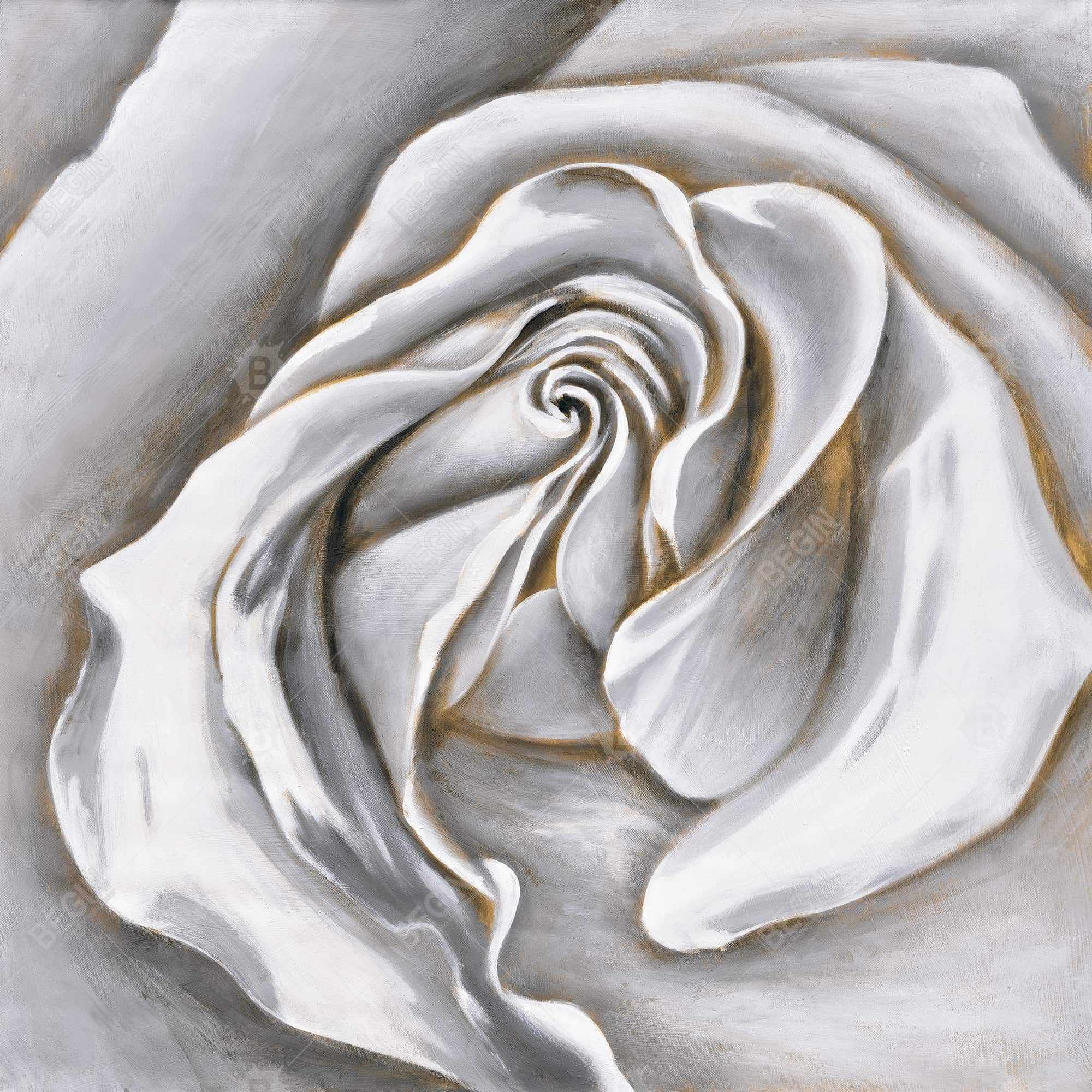 White rose delicate