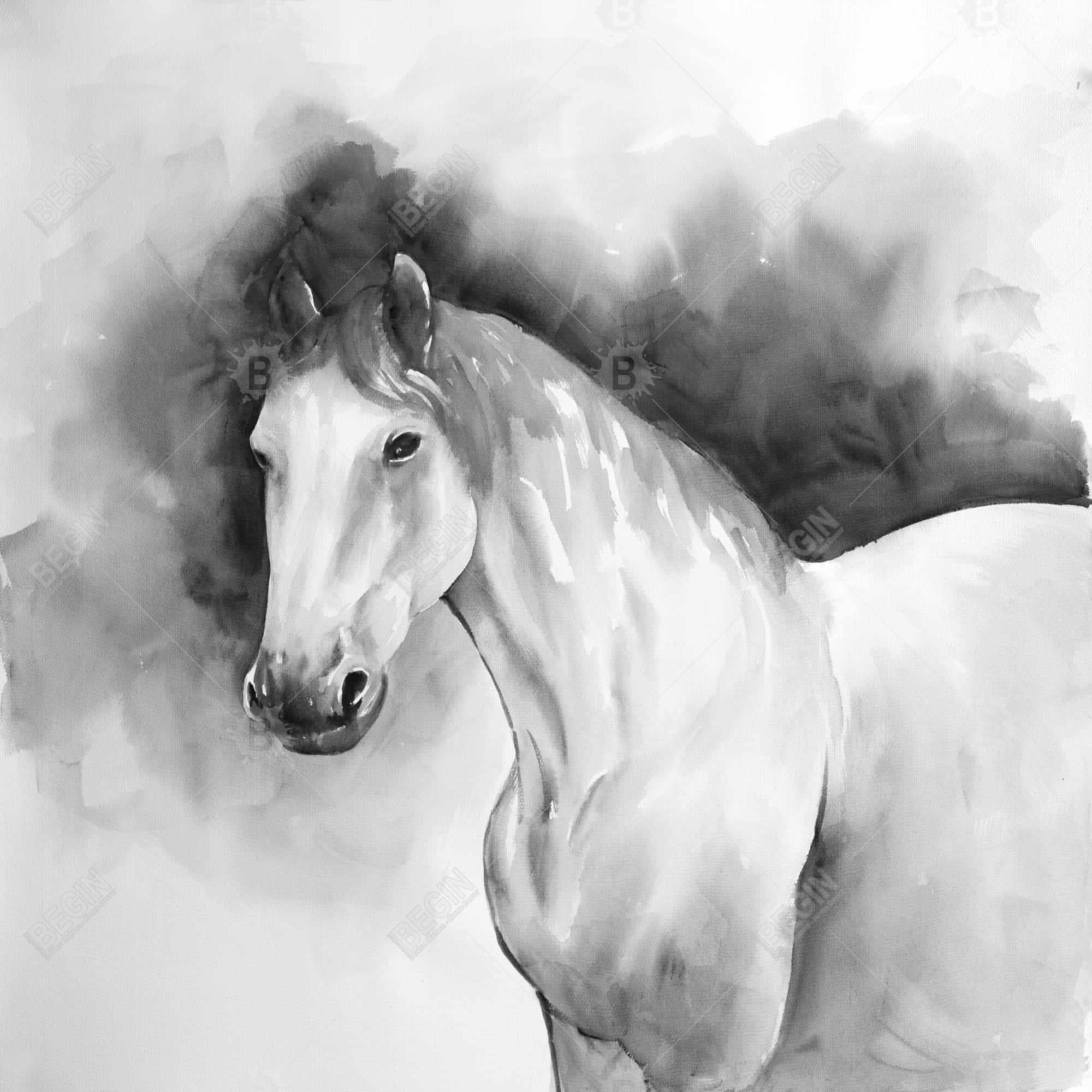 Domino le cheval