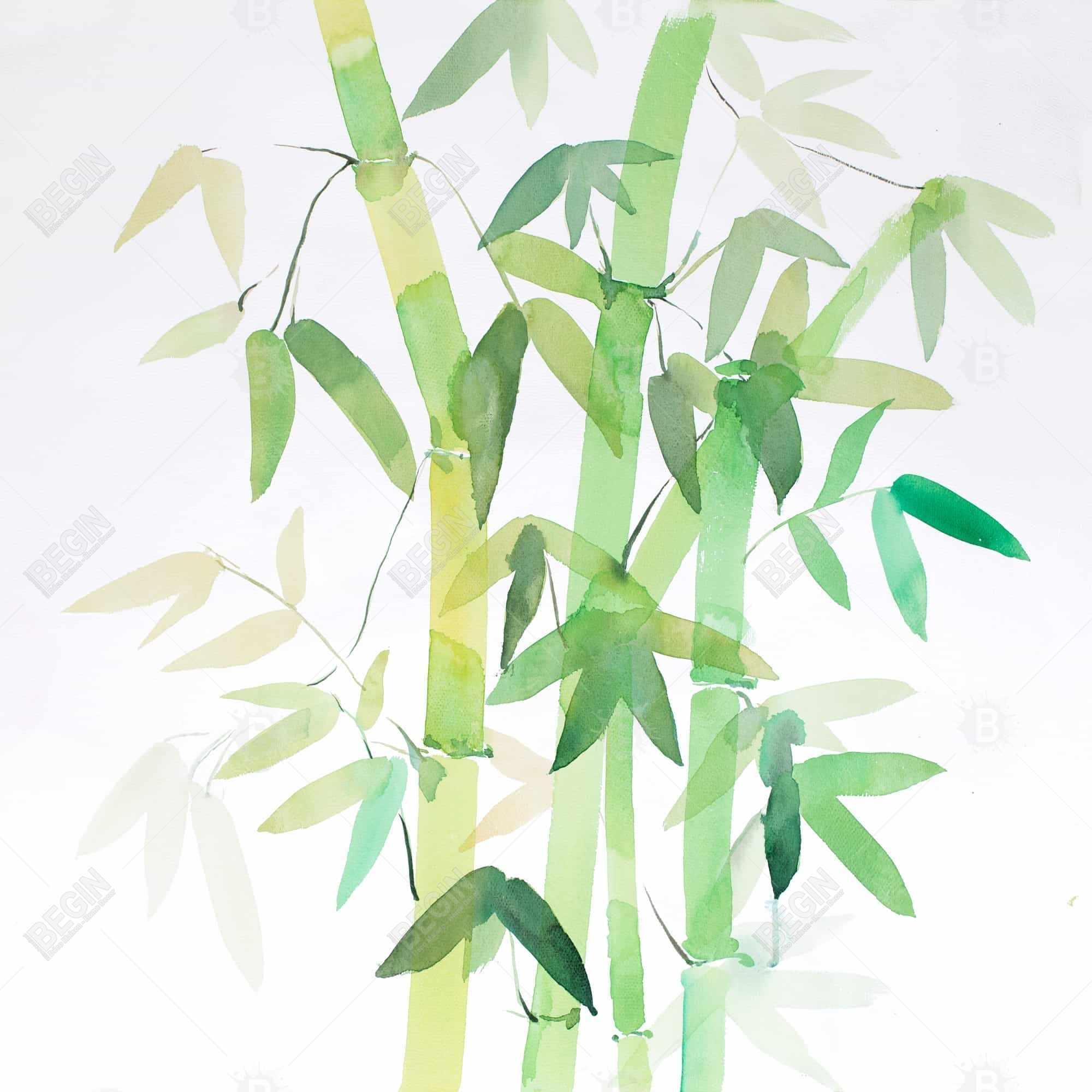 Bambou et ses feuilles