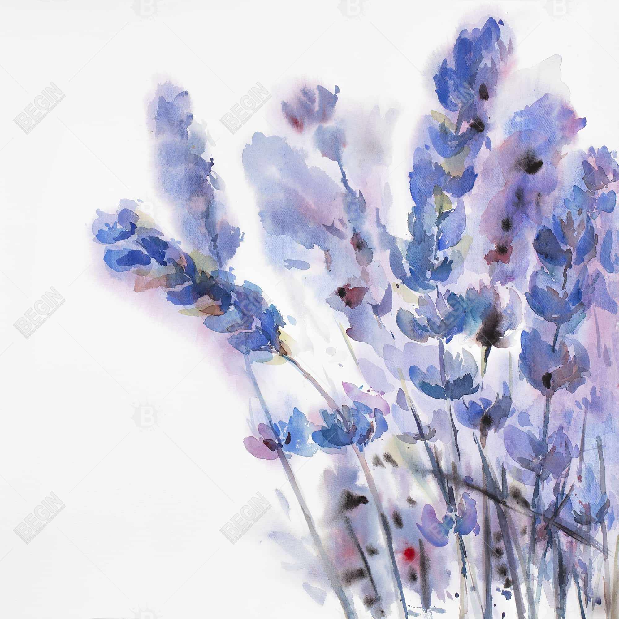 Watercolor lavender flowers