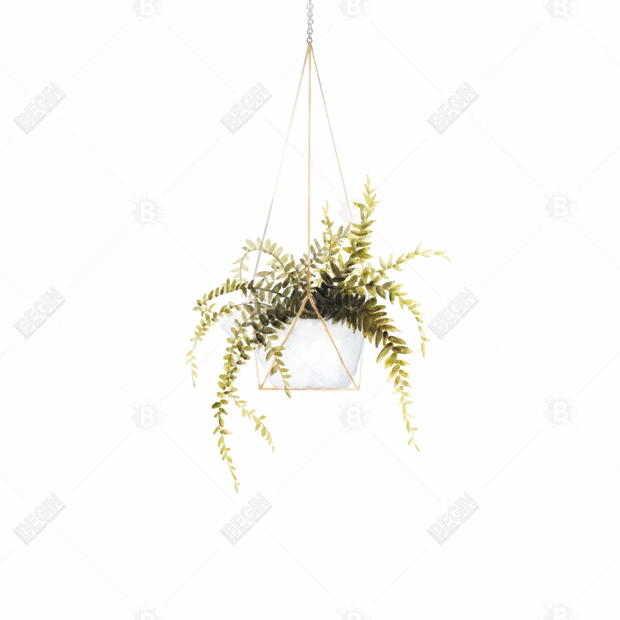 Suspended fern