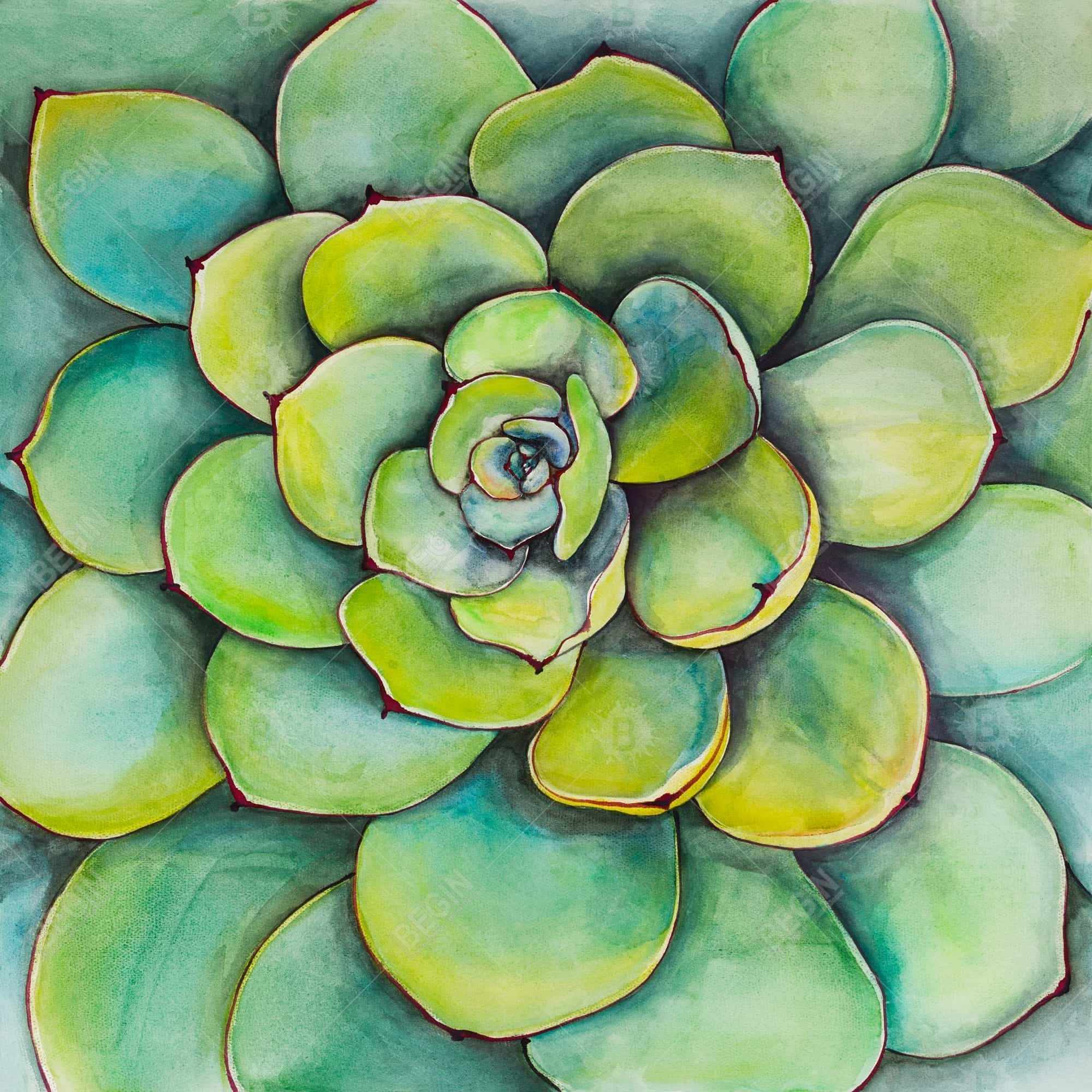 Succulent à l'aquarelle